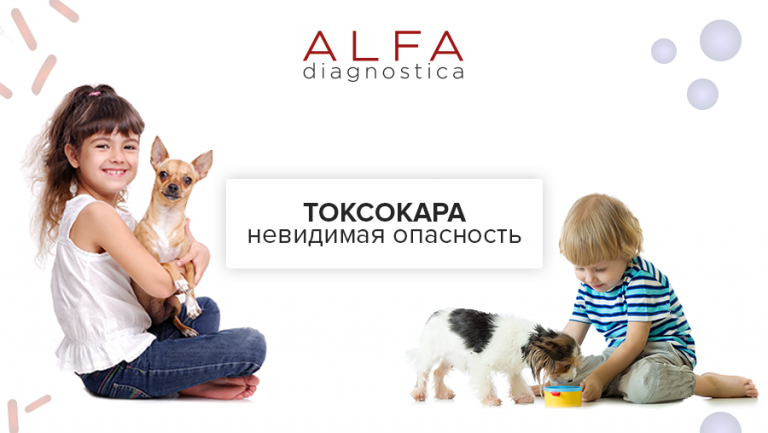 TOXOCARA – невидимая опасность
