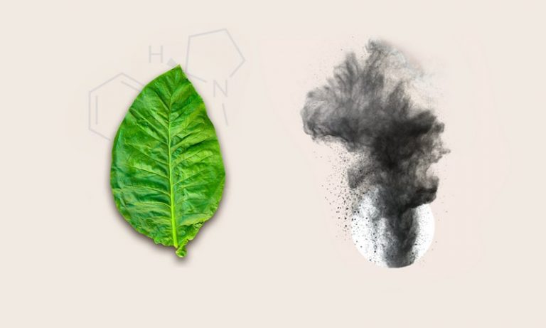 5 adevăruri despre nicotină. Ce spune știința despre ea și cât de periculoasă este în realitate