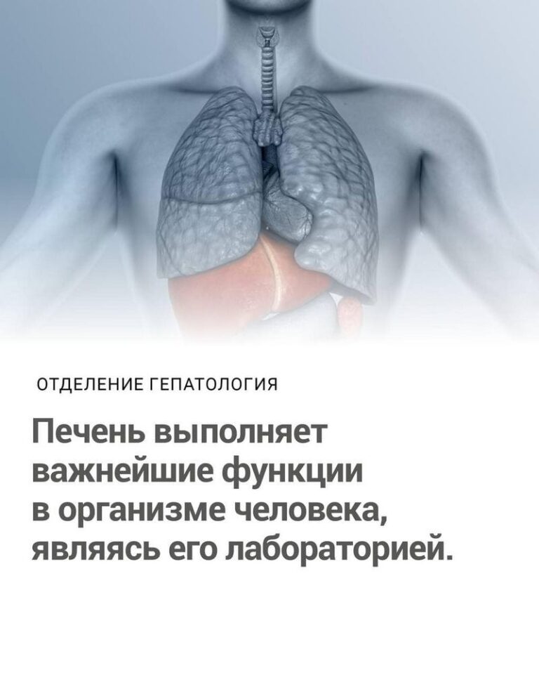 Печень выполняет важнейшие функции в организме человека, являясь его лабораторией