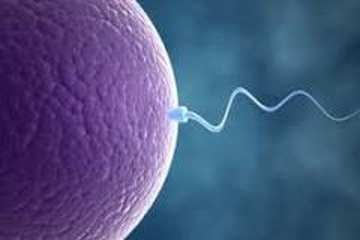 Popular despre actual: fapte interesante referitor sistemul reproductiv